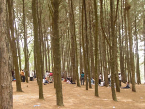 Ngwo Pine Forest