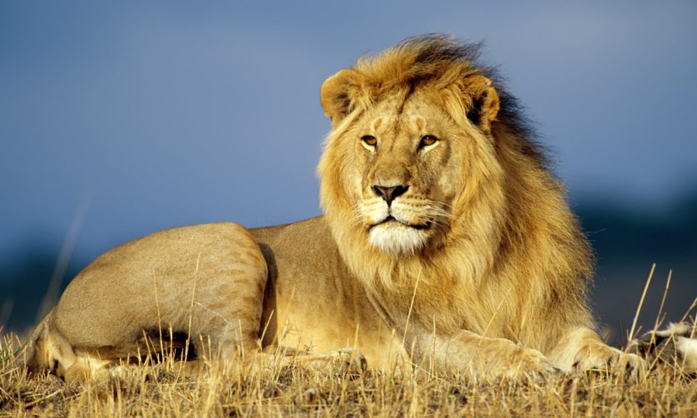 Copenhagen Zoo kills 4 lions, weeks after shooting giraffe